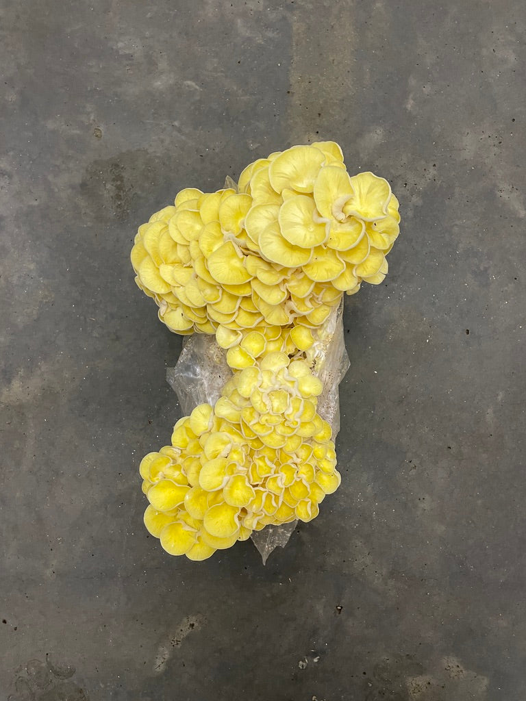 Yellow Oyster Mushroom Grow Kit