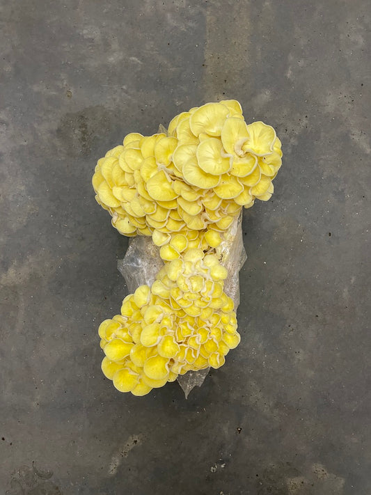 Yellow Oyster Mushroom Grow Kit