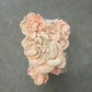 Pink Oyster Mushroom Grow Kit