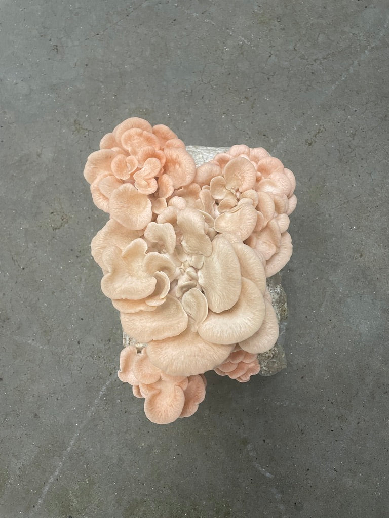 Pink Oyster Mushroom Grow Kit