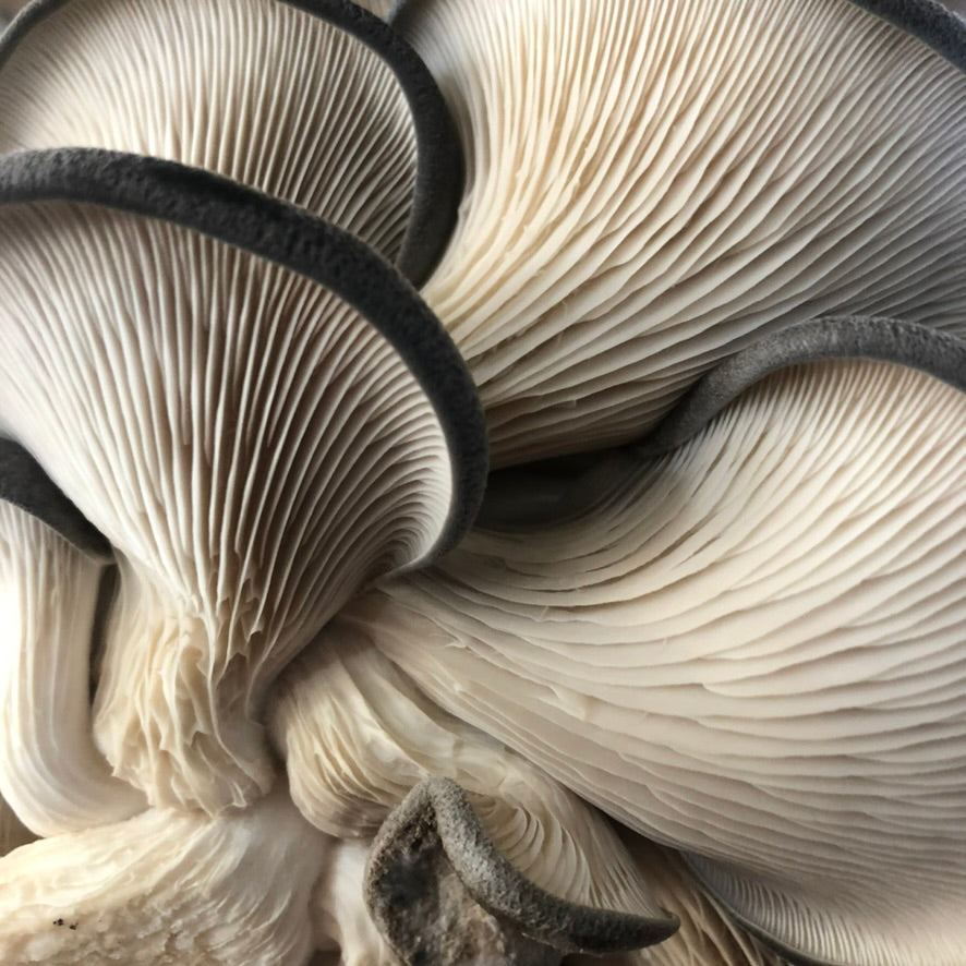 Blue Oyster Mushroom Grow Kit