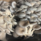 Fresh Organic Oyster Mushrooms – Farm Pickup Only