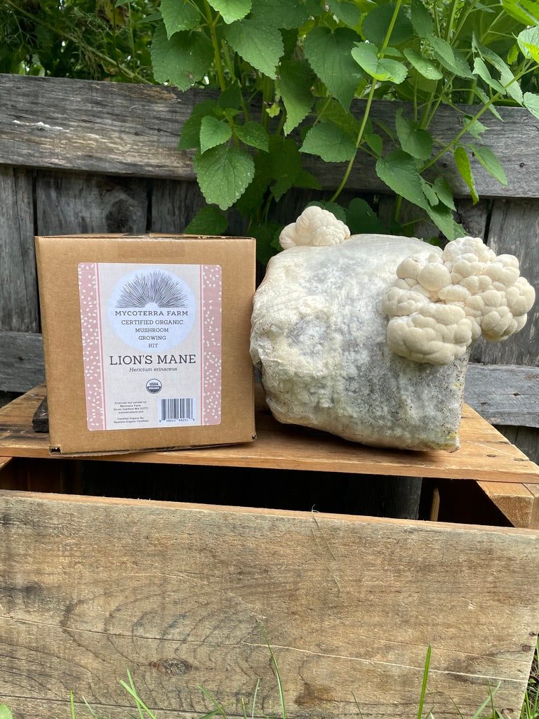 Lion's Mane Mushroom Grow Kit