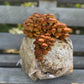 Chestnut Mushroom Grow Kit