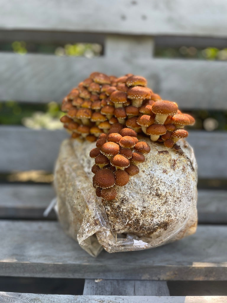 Chestnut Mushroom Grow Kit