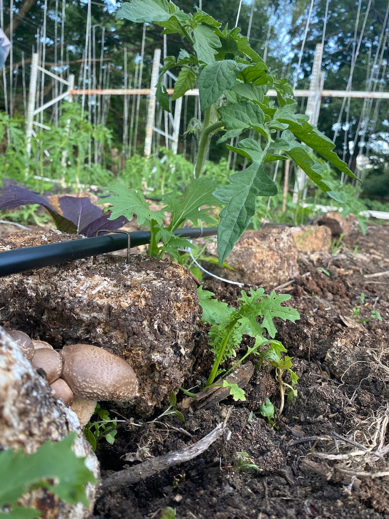 🌾 2026 Mycoterra Farm Grow With Us CSA – Farm Share Membership