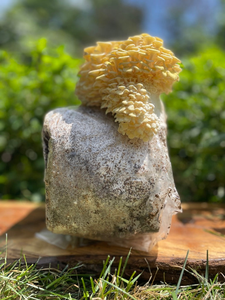 Yellow Oyster Mushroom Grow Kit