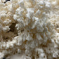 Coral Tooth Mushroom Grow Kit