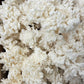 Coral Tooth Mushroom Grow Kit