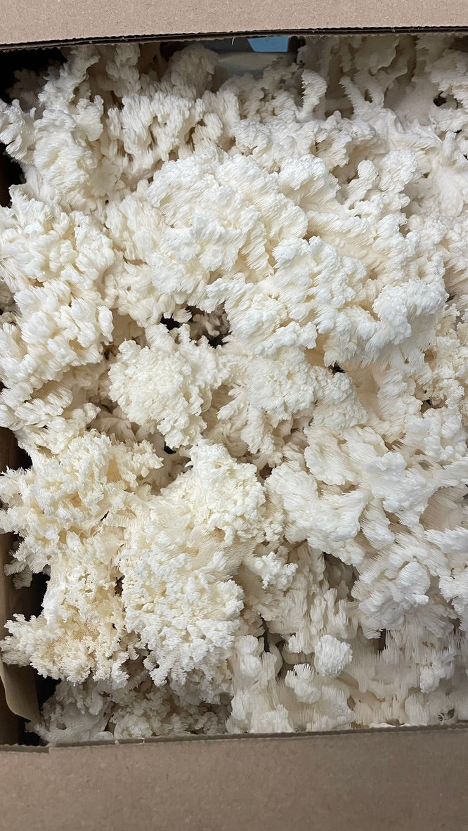 Coral Tooth Mushroom Grow Kit