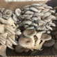 Fresh Organic Oyster Mushrooms – Farm Pickup Only