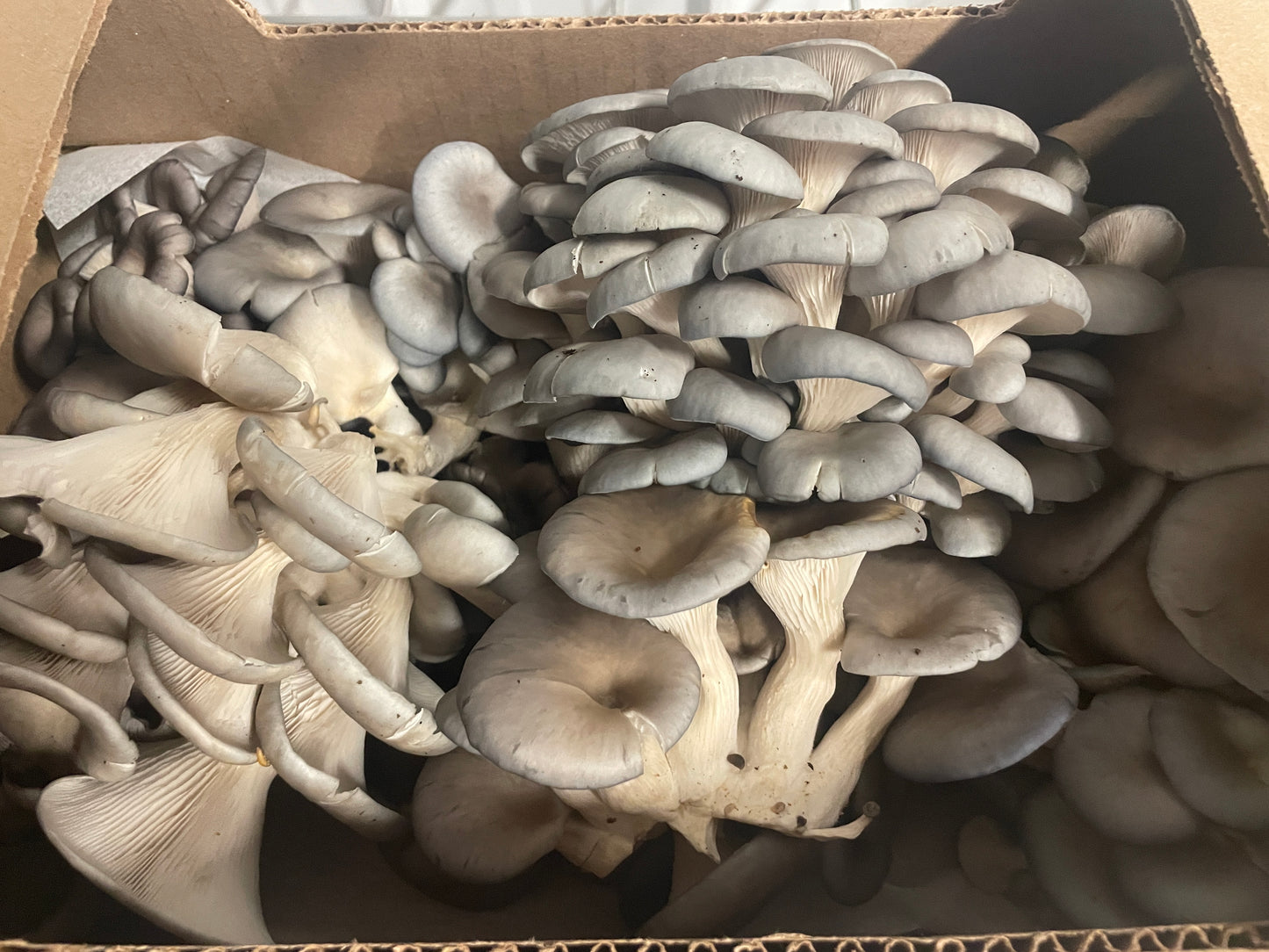 Fresh Organic Oyster Mushrooms – Farm Pickup Only