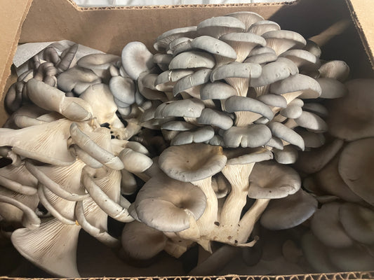 Fresh Organic Oyster Mushrooms – Farm Pickup Only