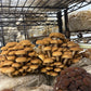 Fresh Organic Pioppino Mushrooms – Farm Pickup Only