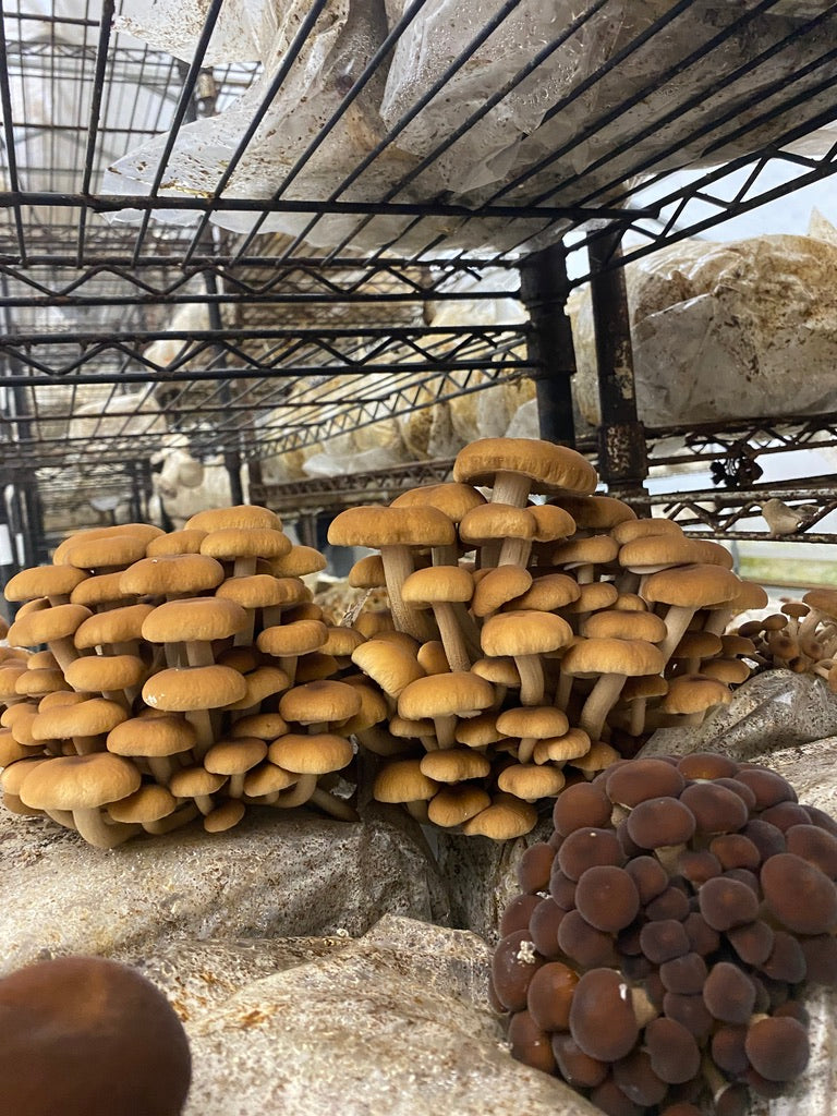 Fresh Organic Pioppino Mushrooms – Farm Pickup Only
