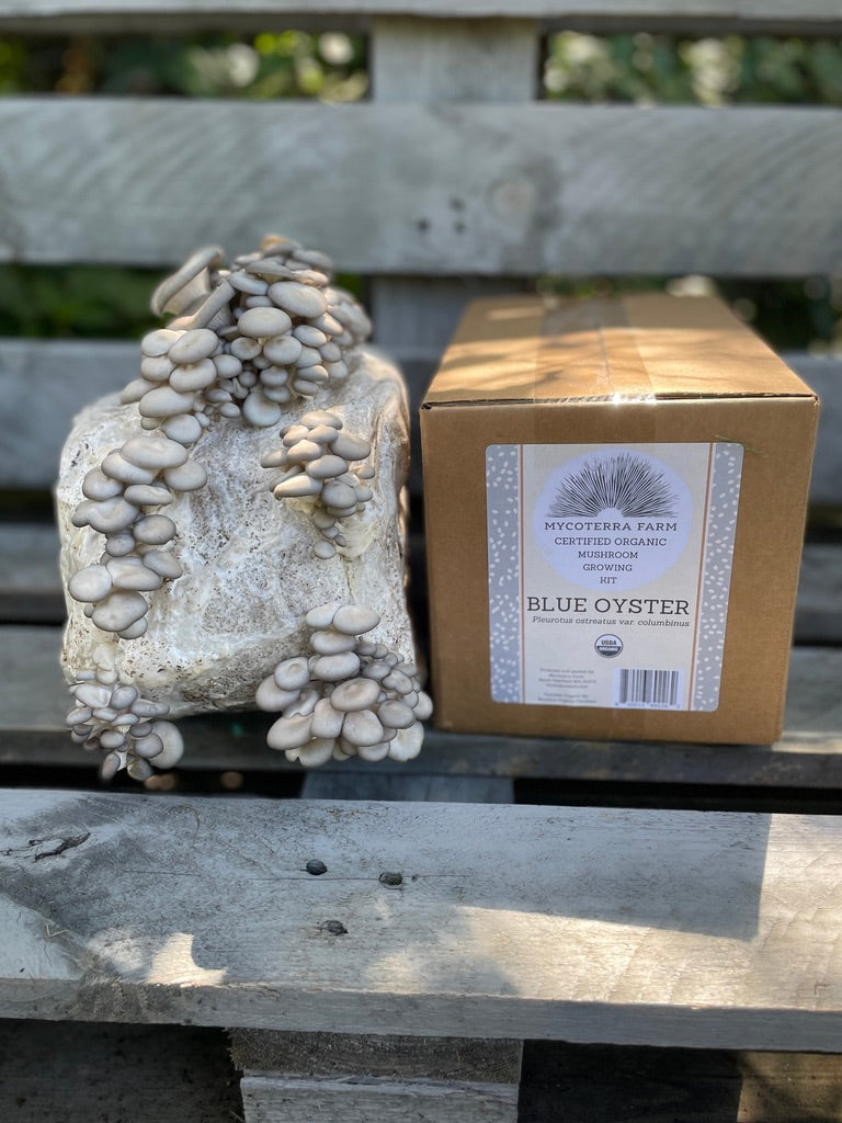 Blue Oyster Mushroom Grow Kit