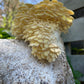 Yellow Oyster Mushroom Grow Kit