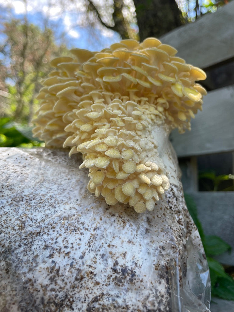 Yellow Oyster Mushroom Grow Kit