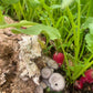 French Breakfast Radishes (Certified Organic) – Farm Pickup Only