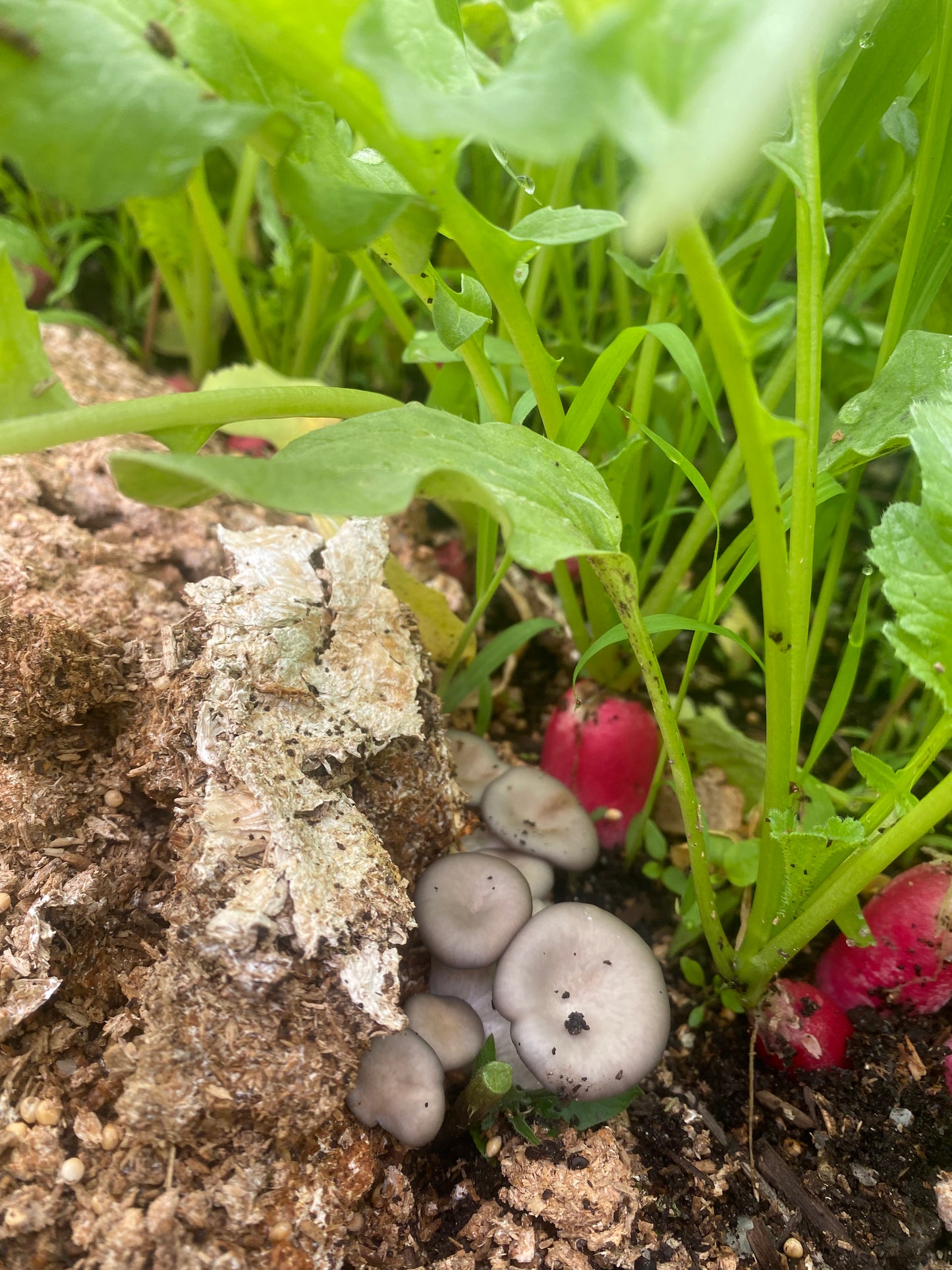 French Breakfast Radishes (Certified Organic) – Farm Pickup Only