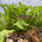 Spicy Greens Mix (Certified Organic) – Farm Pickup Only