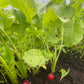 Pink Beauty Radishes (Certified Organic) – Farm Pickup Only