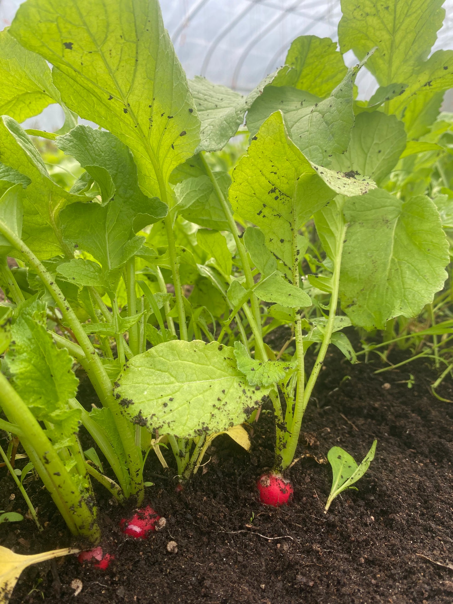 Pink Beauty Radishes (Certified Organic) – Farm Pickup Only