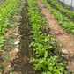 Spicy Greens Mix (Certified Organic) – Farm Pickup Only