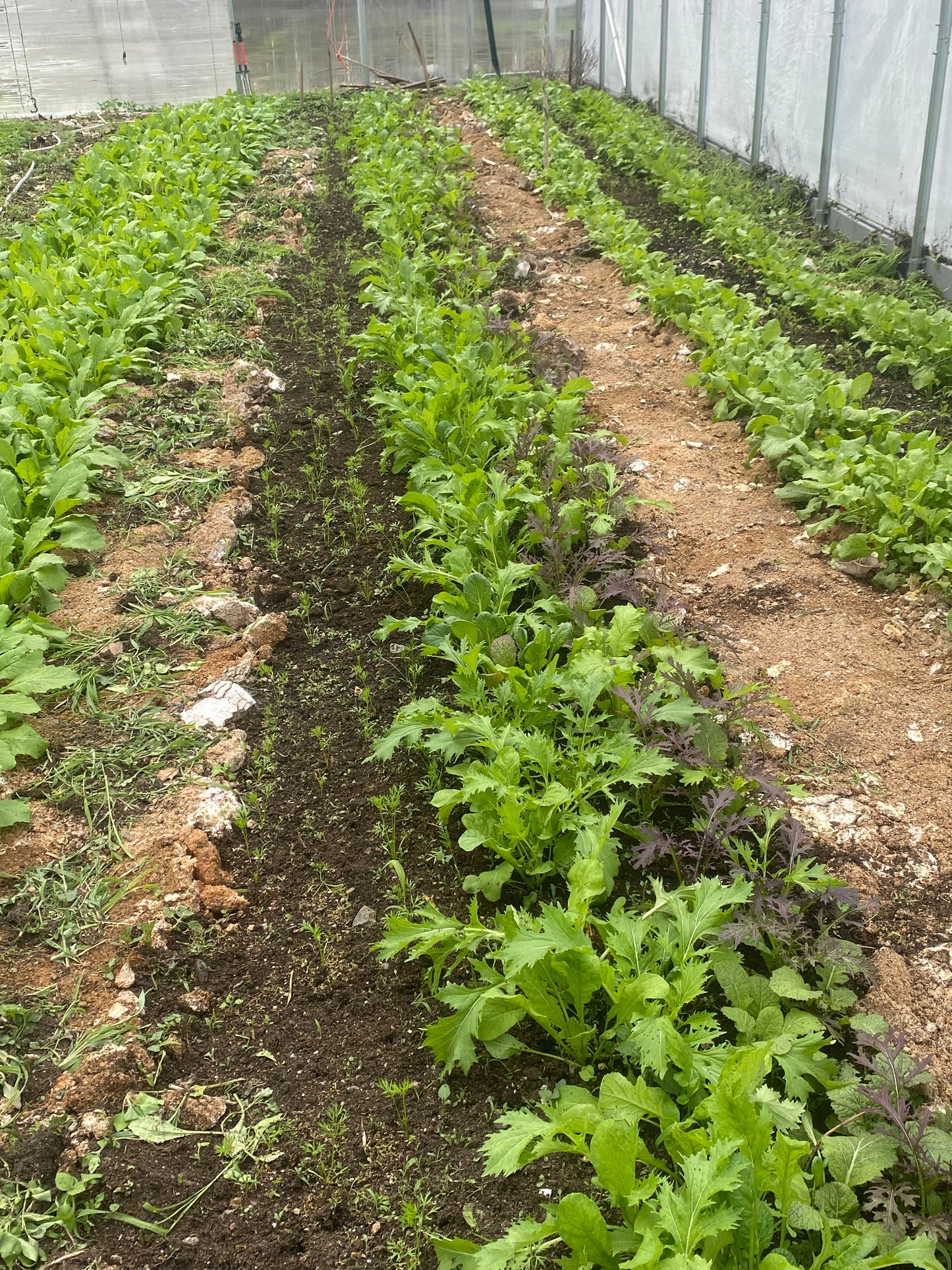 Spicy Greens Mix (Certified Organic) – Farm Pickup Only