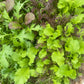 Spicy Greens Mix (Certified Organic) – Farm Pickup Only