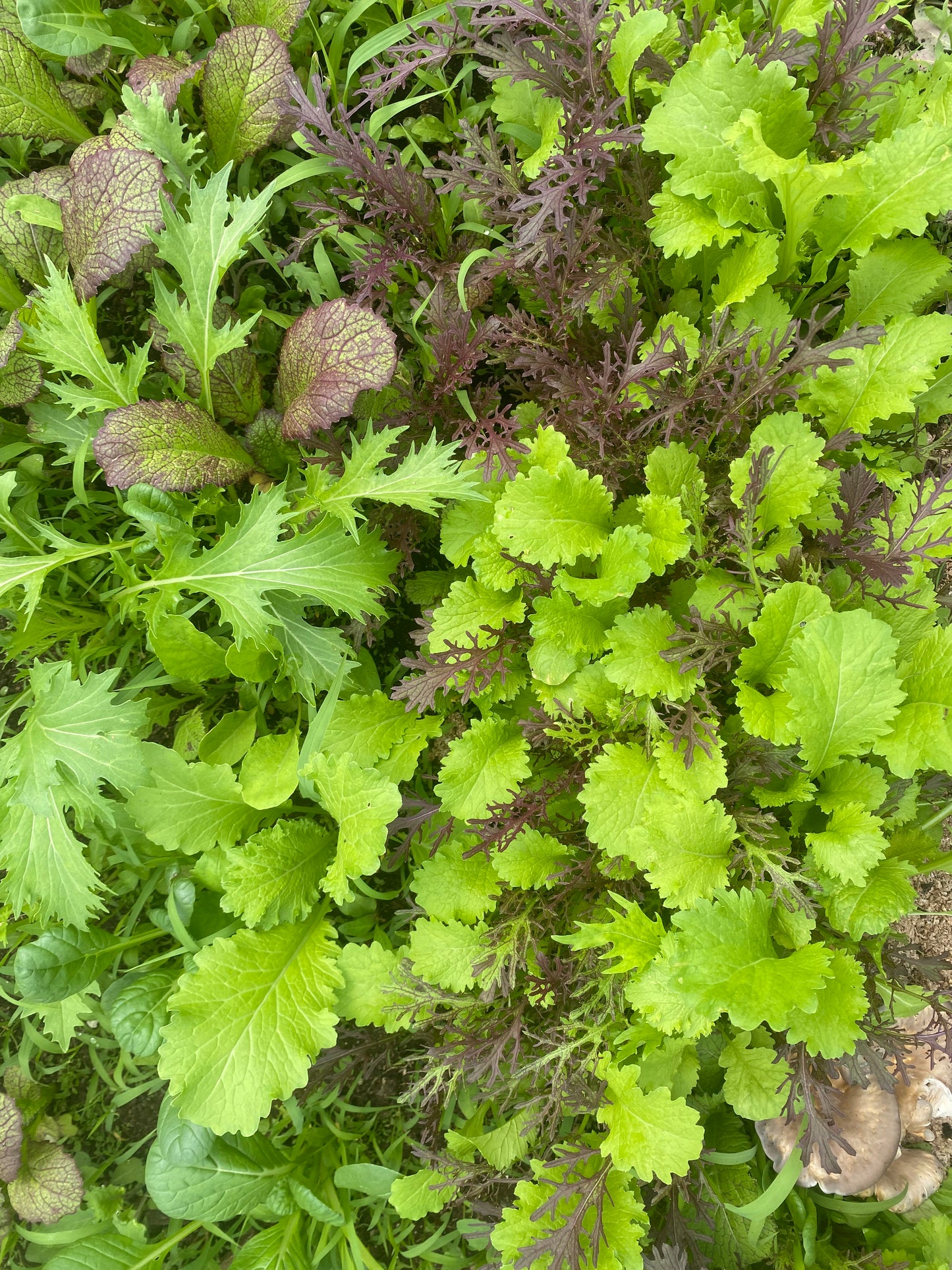 Spicy Greens Mix (Certified Organic) – Farm Pickup Only