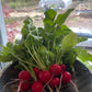 Pink Beauty Radishes (Certified Organic) – Farm Pickup Only
