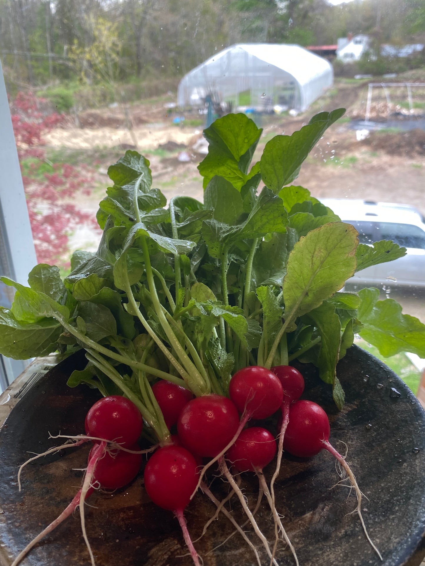 Pink Beauty Radishes (Certified Organic) – Farm Pickup Only
