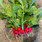 Pink Beauty Radishes (Certified Organic) – Farm Pickup Only
