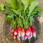 French Breakfast Radishes (Certified Organic) – Farm Pickup Only