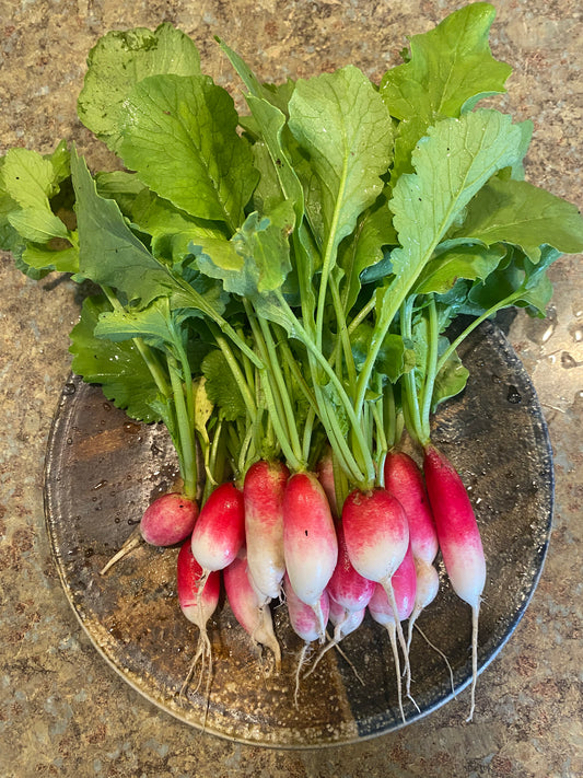 French Breakfast Radishes (Certified Organic) – Farm Pickup Only