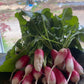 French Breakfast Radishes (Certified Organic) – Farm Pickup Only