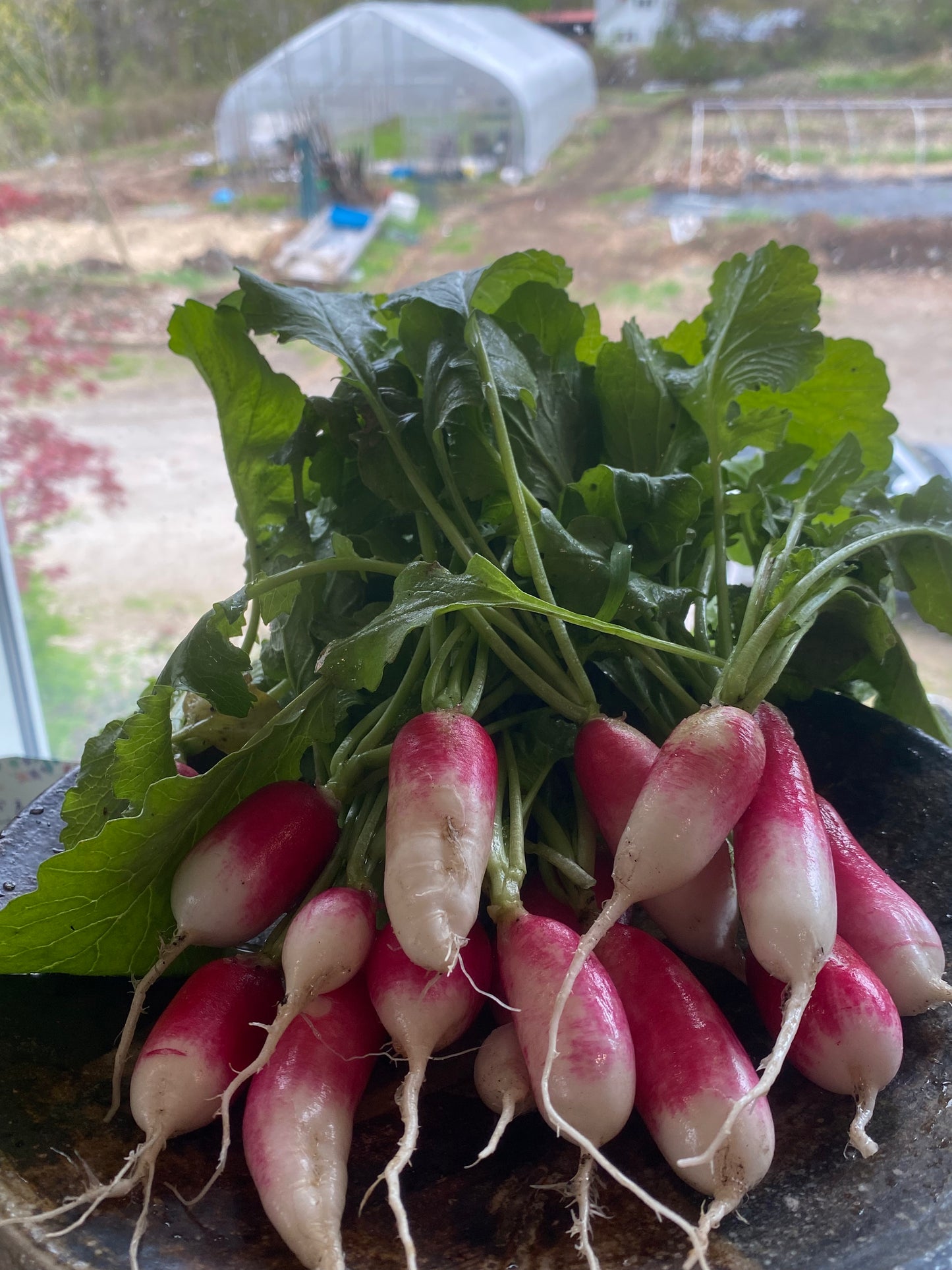 French Breakfast Radishes (Certified Organic) – Farm Pickup Only