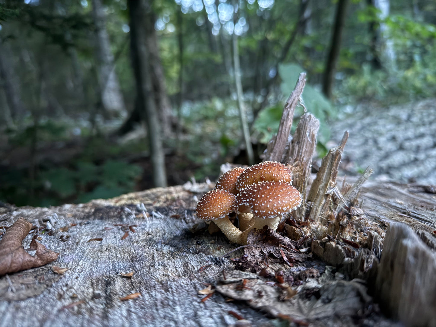 February Cultivation Workshop