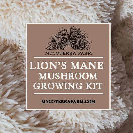 Kit Bundle