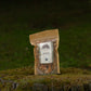 Certified Organic Dried Reishi Mushrooms