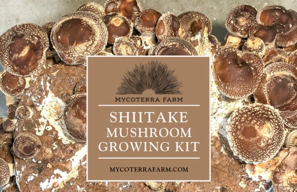 Kit Bundle