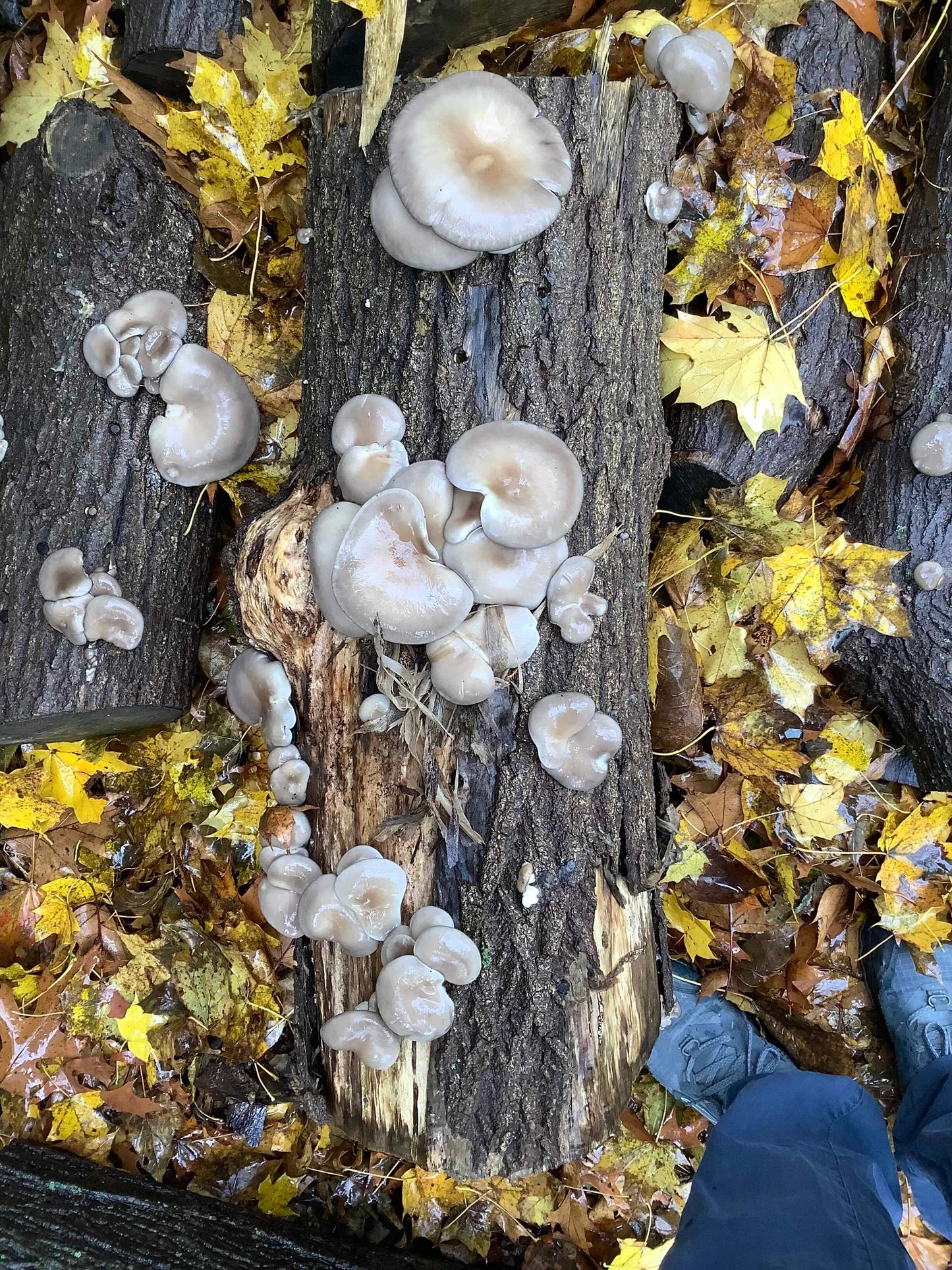 February Cultivation Workshop