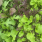 Spicy Greens Mix (Certified Organic) – Farm Pickup Only