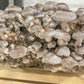 Shiitake Mushroom Grow Kit