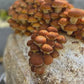 Chestnut Mushroom Grow Kit