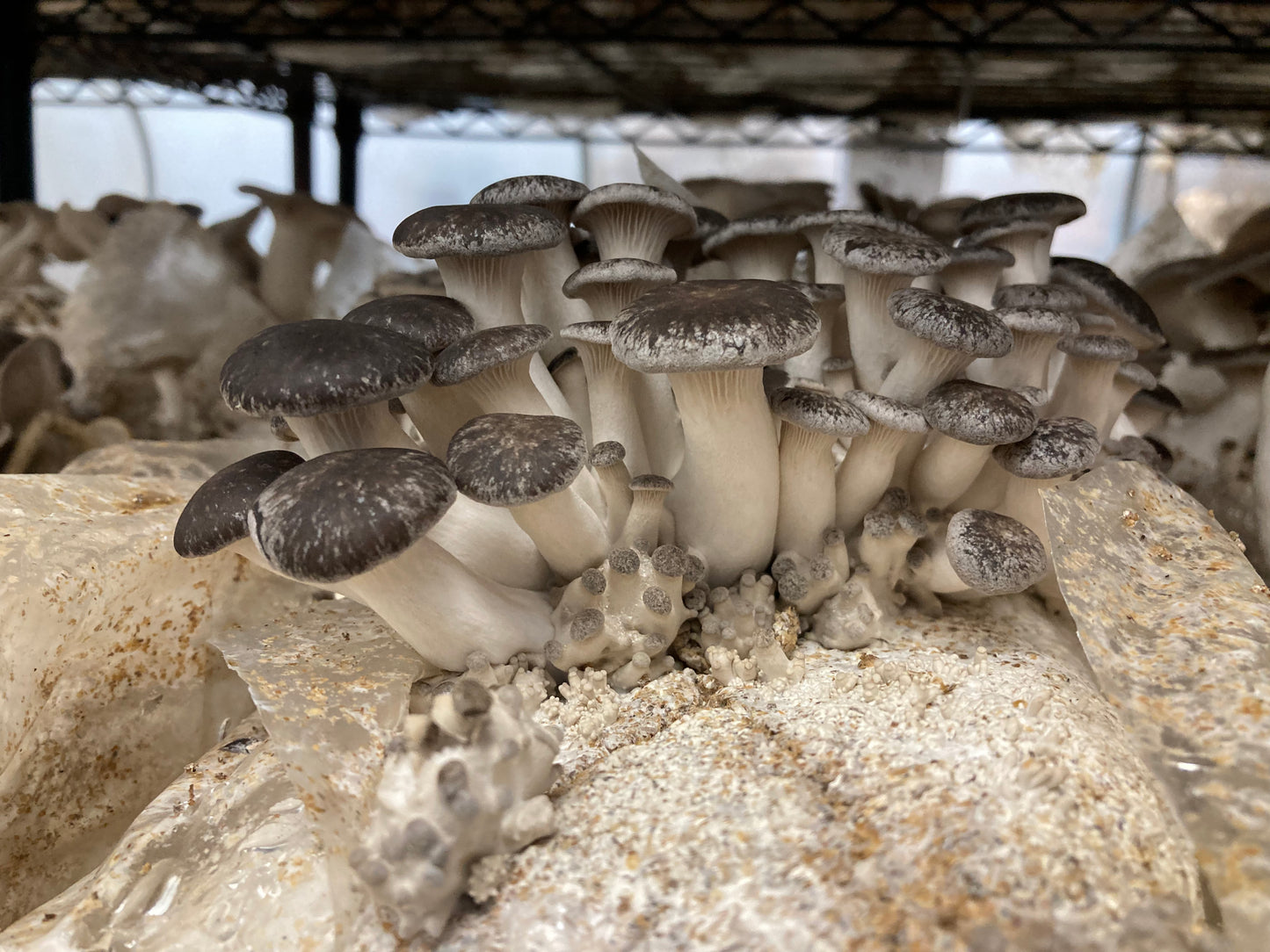 Black Pearl Oyster Mushroom Grow Kit