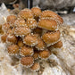Chestnut Mushroom Grow Kit