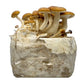 Pioppino Mushroom Grow Kit