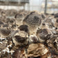 Shiitake Mushroom Grow Kit